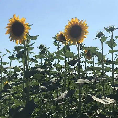 Temenos Frühstückspension